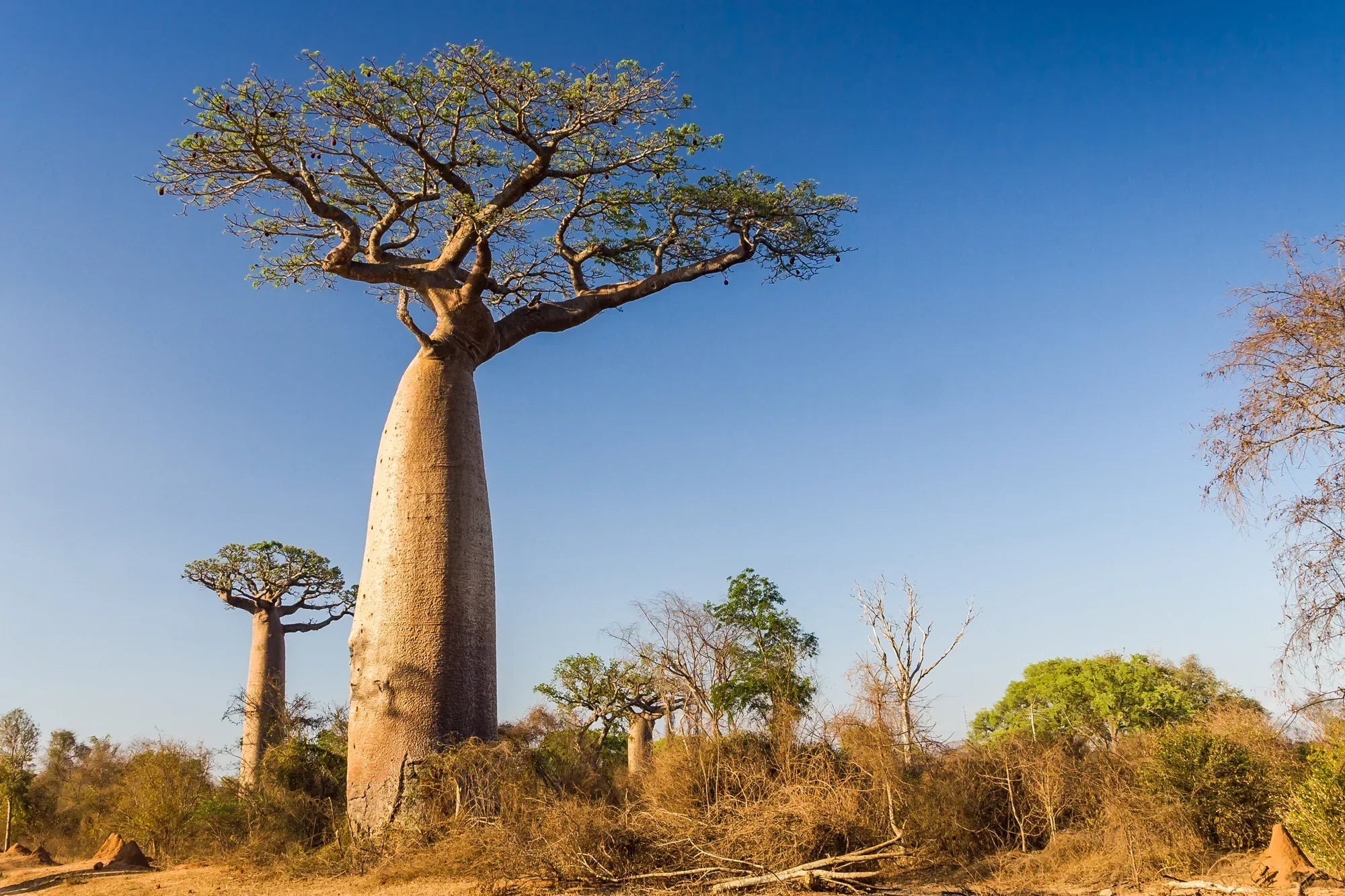 Why the “Eternal Tree” Might Be the Missing Link in Your Wellness Rout ...