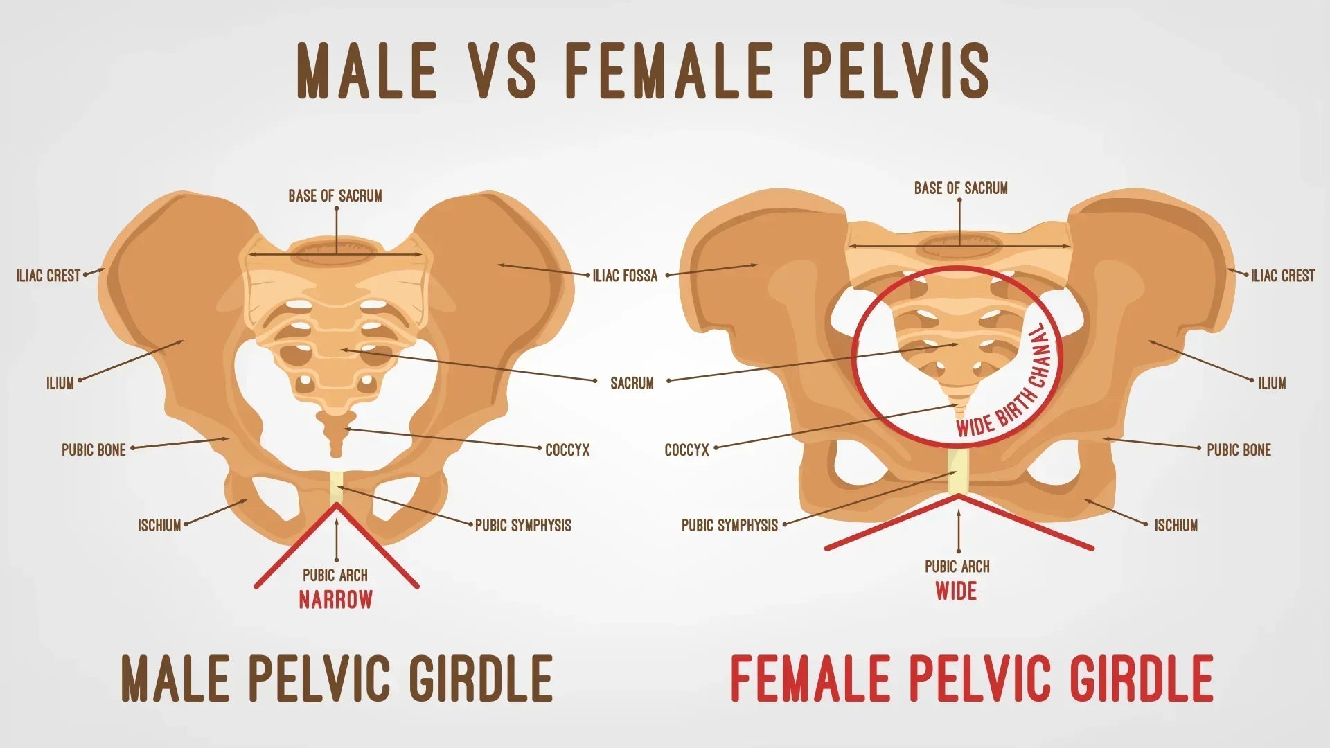 Pelvic Anatomy: Structure And Function Of The Pelvis