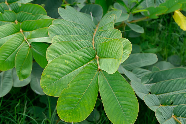 The Best Use Of Senna Leaf Powder