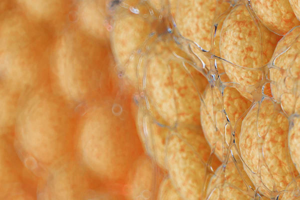 Understanding Fat: The Essential Role of Adipose Tissue in Your Body